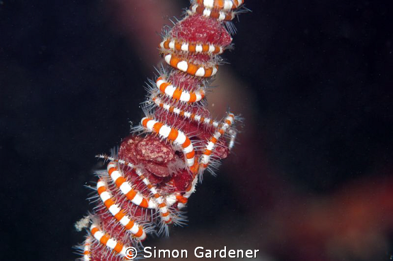 shot with nikon D70s  and 105 mm macro by Simon Gardener 