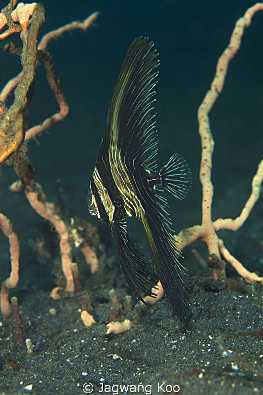 Zebra Fish by Jagwang Koo 