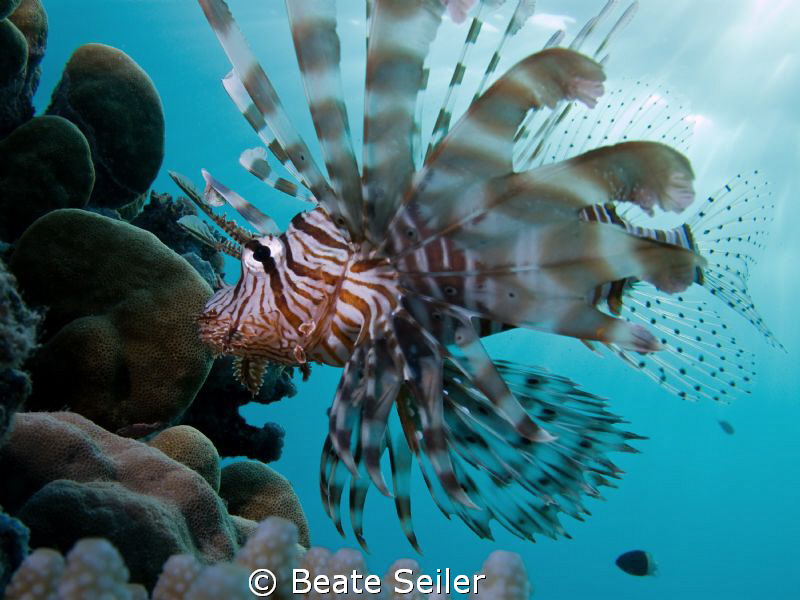 Lionfish on a late afternoon dive by Beate Seiler 