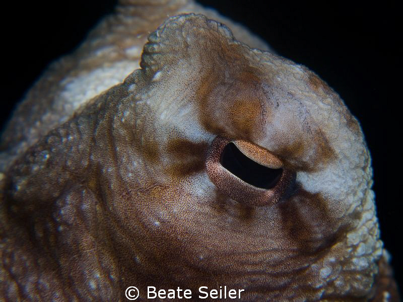 Octopus eye , taken with Canon G100 and UCL165 by Beate Seiler 