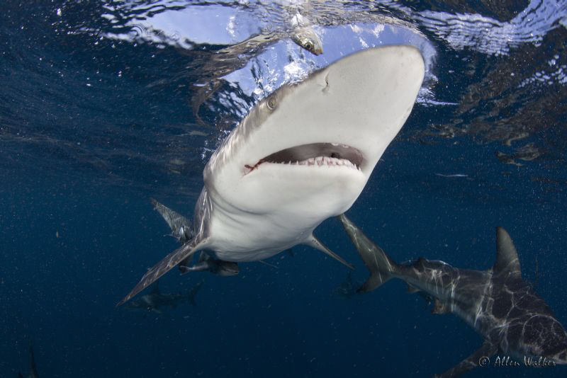 Helloooo by Allen Walker 