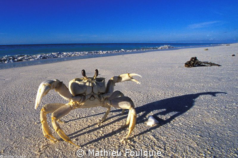 Glorieuses Ghost Crab by Mathieu Foulquié 