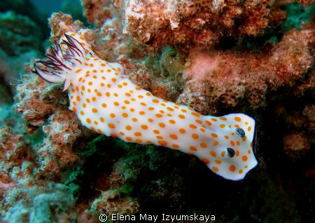 Beautiful risbecia by Elena May Izyumskaya 