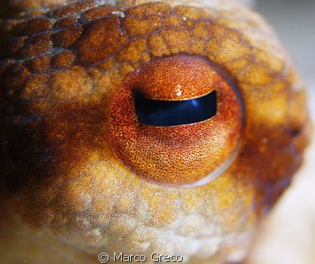 Big Eye by Marco Greco 
