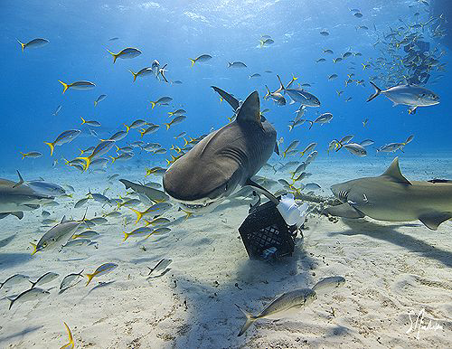 A relentless Tiger Shark makes a pass by after trying to ... by Steven Anderson 