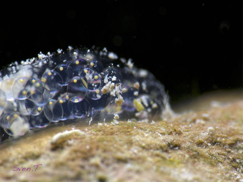 Lymnaea eggs by Sven Tramaux 