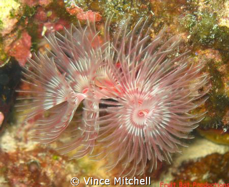 I find tube worms facinating!  I took this picture while ... by Vince Mitchell 