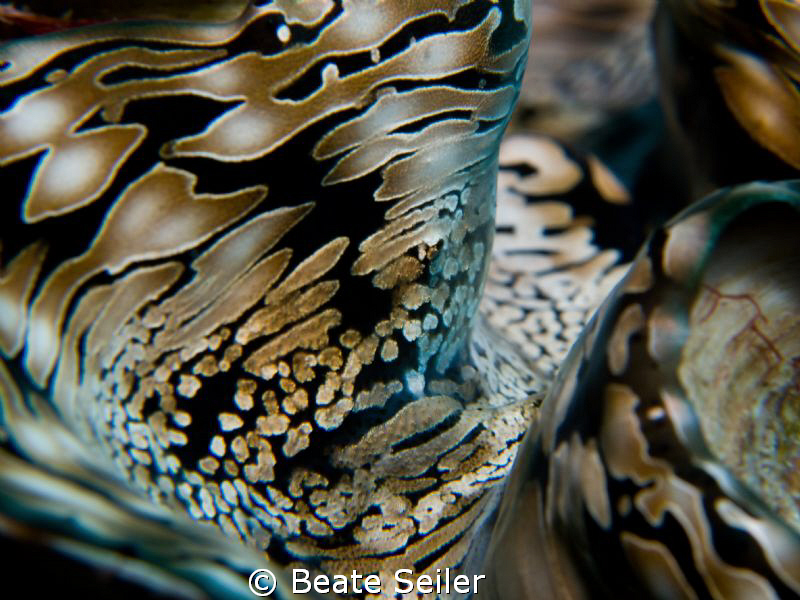 Giant clam, taken at El Quadim by Beate Seiler 