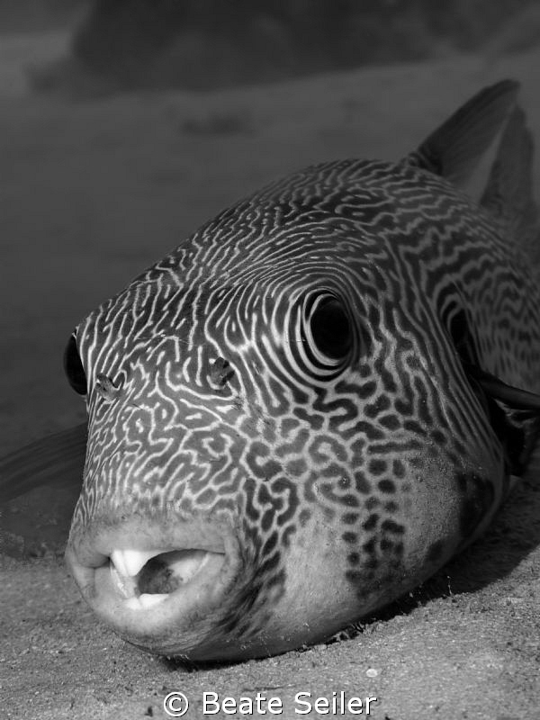 Puffer fish in a cave by Beate Seiler 