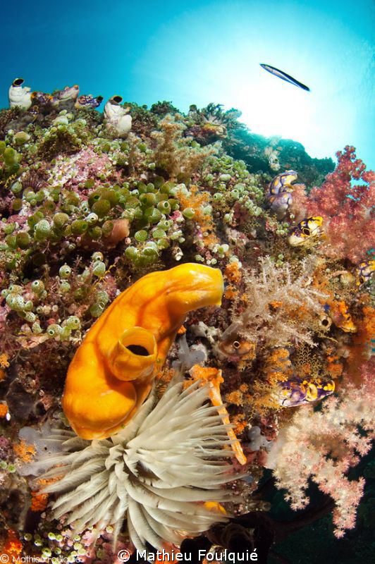 Raja Ampat by Mathieu Foulquié 