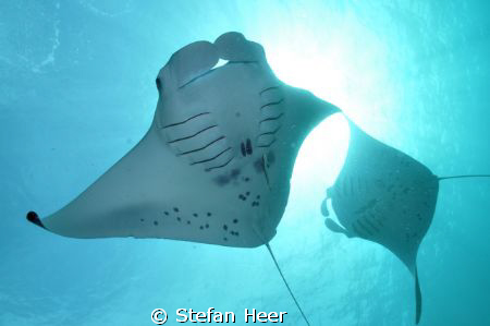 Cam: Nikon; Housing: Uk-Germany; 2 Mantas dancing in fron... by Stefan Heer 