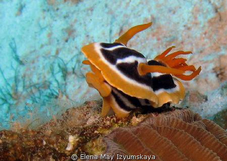 Pyjama nudibranch by Elena May Izyumskaya 