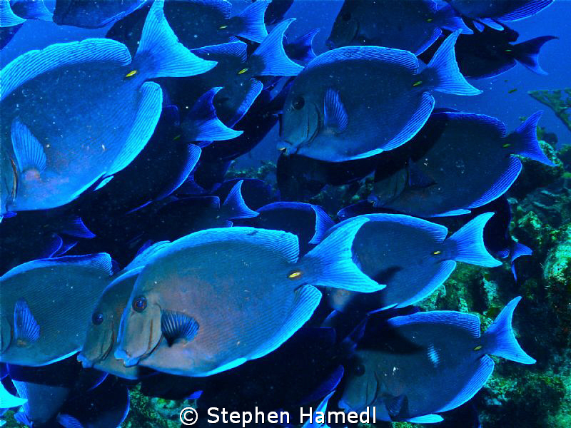 Schooling Blue Tangs by Stephen Hamedl 