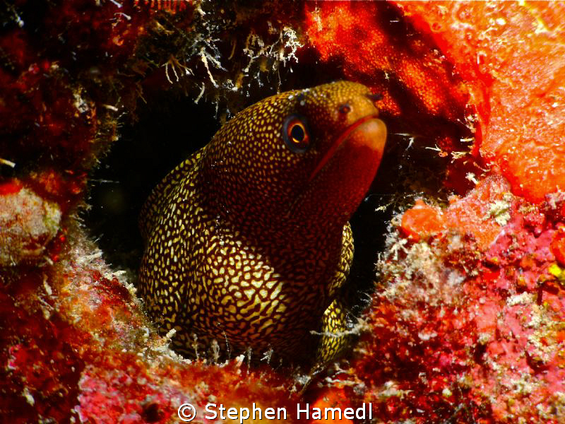 Golden Moray Eel by Stephen Hamedl 