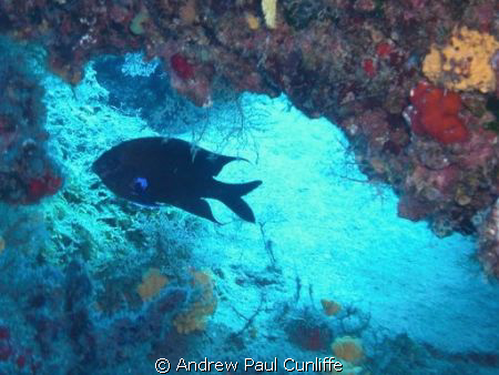 I just put this up because I like it, so I hope you will ... by Andrew Paul Cunliffe 