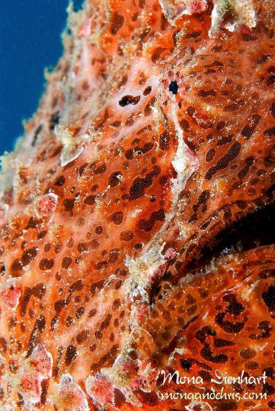 my friend frogfish Francis from Nuweiba by Mona Dienhart 