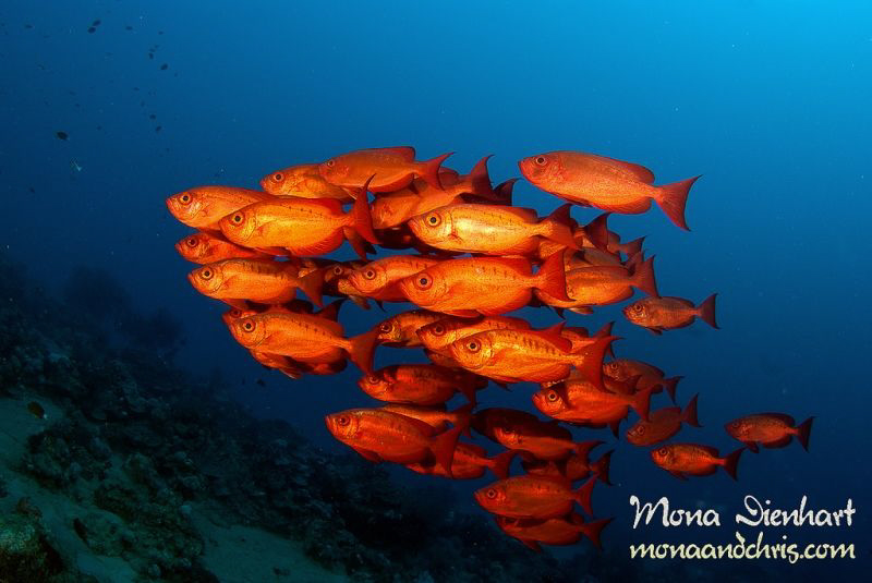 RED by Mona Dienhart 