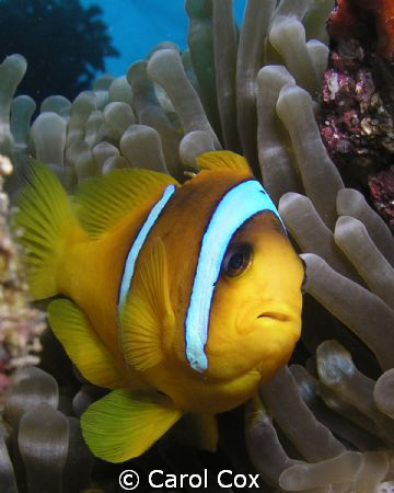 Nemo's Dad by Carol Cox 