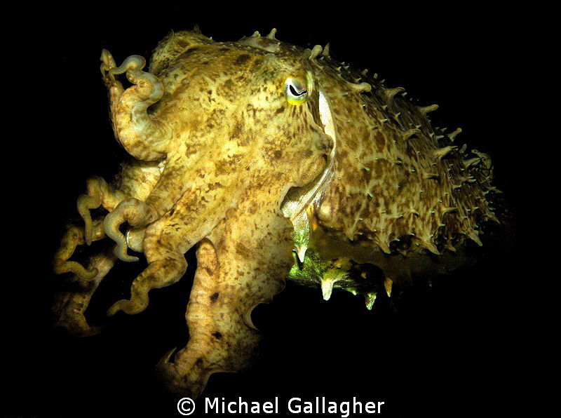 Yellow cuttlefish on a night-dive in Komodo National Park... by Michael Gallagher 