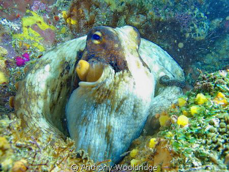 A common octopus taken at Riybanks in Port Elizabeth Sout... by Anthony Wooldridge 