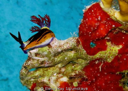 Red Sea nembrotha. Red Sea only. by Elena May Izyumskaya 