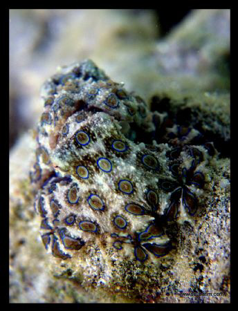 "Weapons Factory"

Natural Light Shot of Blue Ring Octo... by Tim Ho 