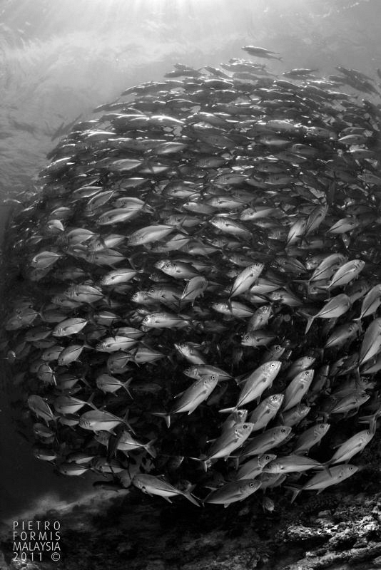 Jackfish ball - Barracuda Point - Sipadan by Pietro Formis 