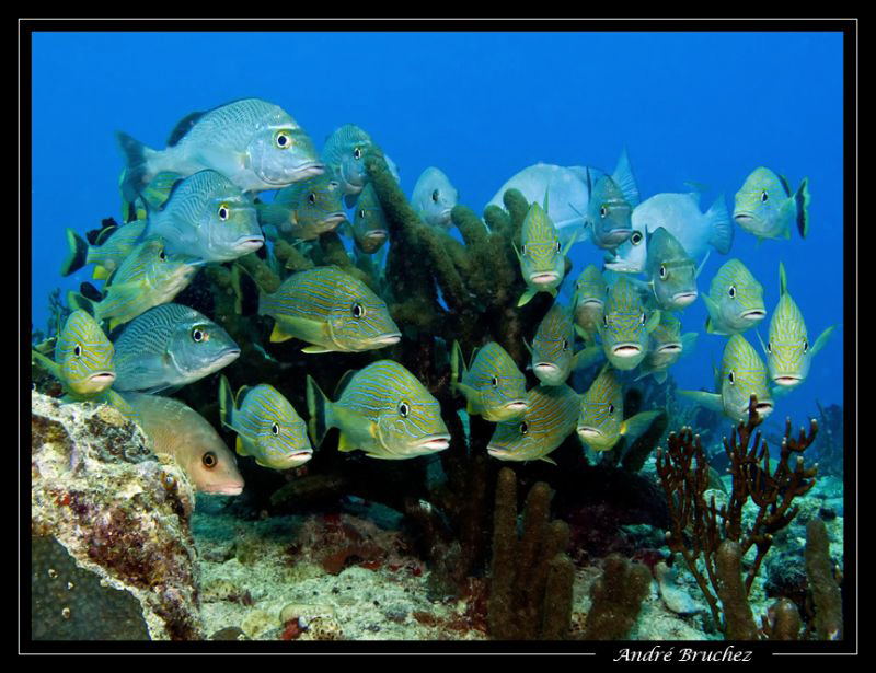 photo de famille... by André Bruchez 