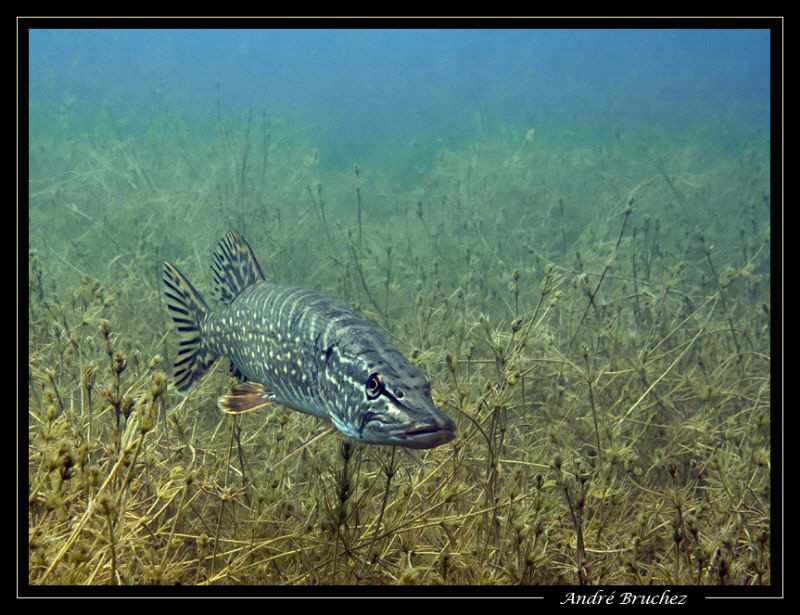 brochet au duzillet by André Bruchez 