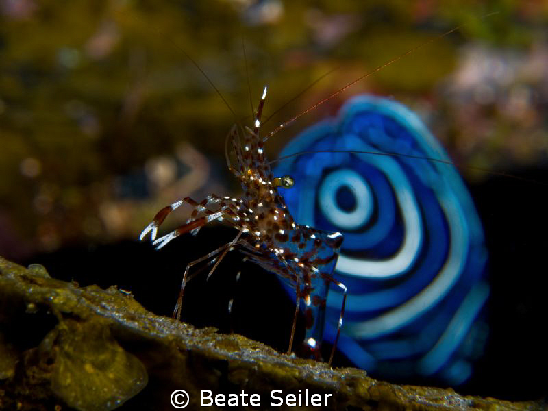 Shrimp in front of a Juvenile Emperor Angelfish by Beate Seiler 