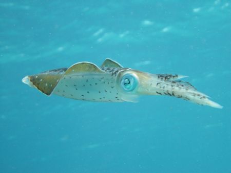 sony point and shoot, utila honduras by Christopher Hamilton 