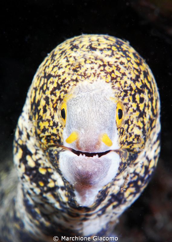 The face
Nikon D200 , Nikon 60 micro , twin strobo
Lemb... by Marchione Giacomo 