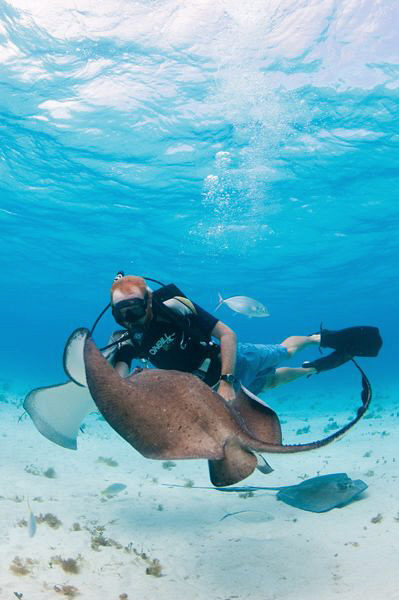 Natural light & red filter shot of the sociable stingrays... by Paul Colley 
