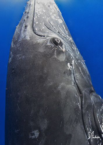 Another lucky shot of a beautiful Humpback Whale off Molo... by Steven Anderson 