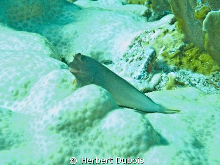 Blenny - Florida Keys by Herbert Dubois 