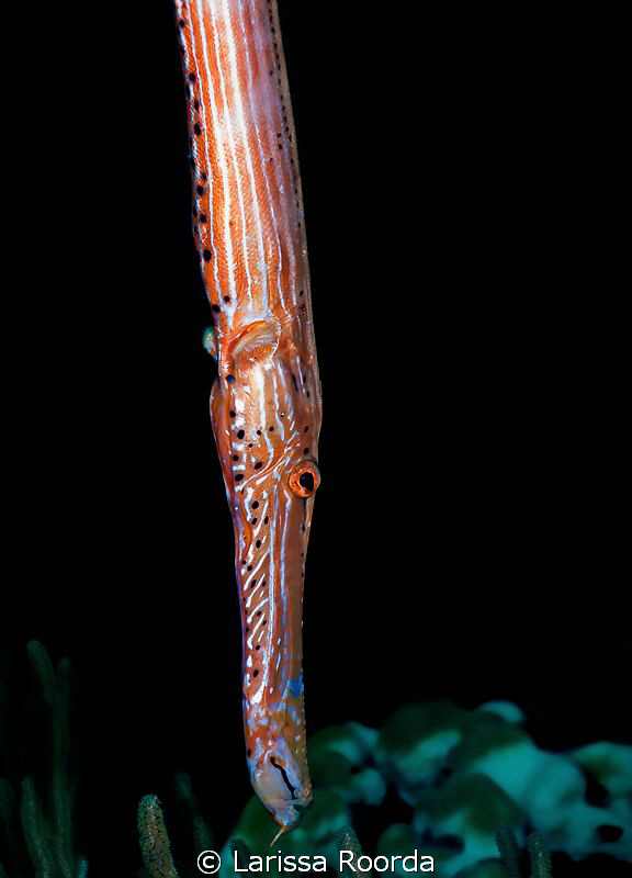 Trumpetfish in Bonaire. by Larissa Roorda 