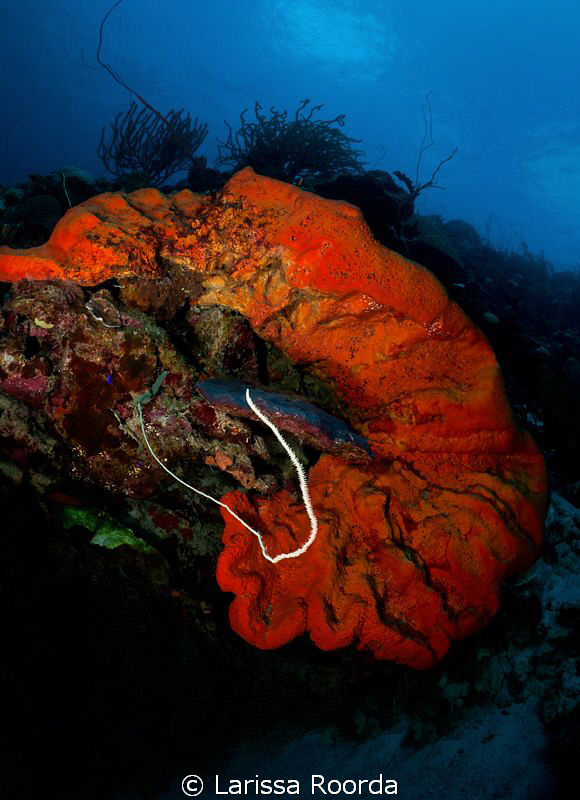 A vibrant HUGE Elephant Ear sponge.  They are such a vibr... by Larissa Roorda 