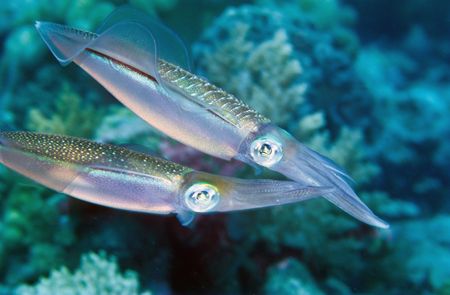 squid in love,wakatobi 2004,F90+105mm by Marco Wannenmacher 