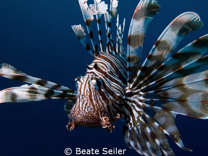 Lionfish at El Quadim , taken with Canon G10 by Beate Seiler 