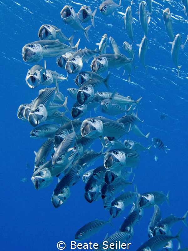 Bigmouth mackerel by Beate Seiler 