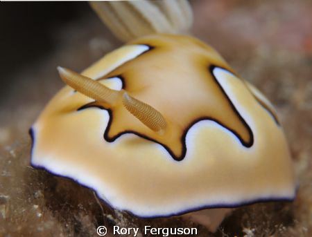 Co's Chromodoris rhinophores by Rory Ferguson 