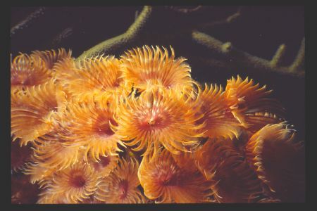 Statia
sea&sea mmiiex 2:1 macro ys 50 strobe. by Steven Whitehead 