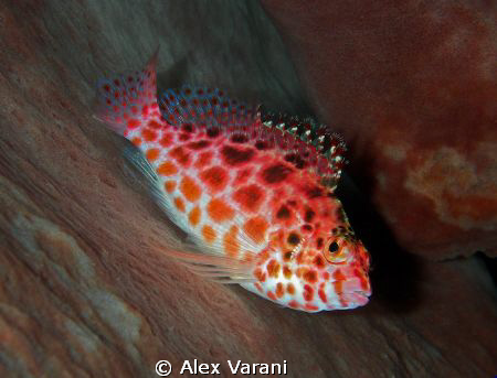 Cirrhitichthys oxycephalus in Bali by Alex Varani 