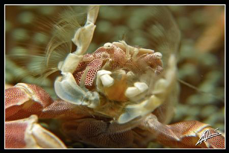 NO CROP!
porcelain anemone crab SUPER close UP
Canon G1... by Adriano Trapani 