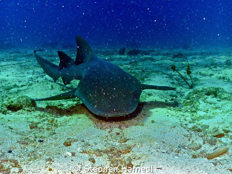 Nurse shark approaches by Stephen Hamedl 
