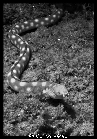 Goldspotted eel @ Rompeolas Beach Aguadilla PR by Carlos Pérez 