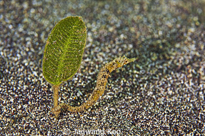 Sea horse by Jagwang Koo 