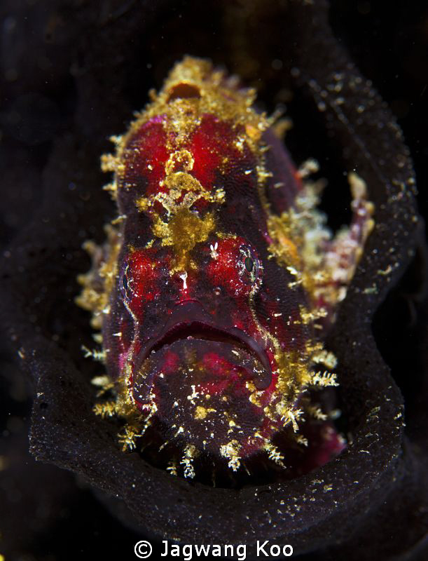 Frog Fish by Jagwang Koo 