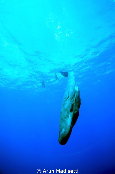 who's that?

Image taken under permit. by Arun Madisetti 