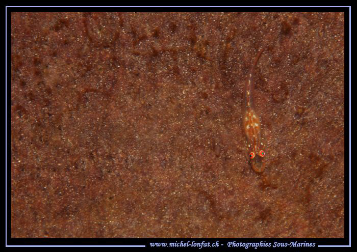 Little Symbiotic Goby on a sponge. Love the eyes... :O)..... by Michel Lonfat 